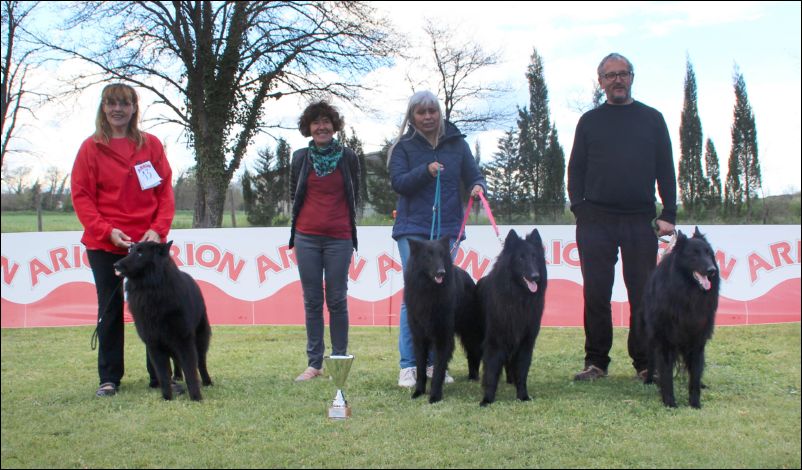 39-lote de cria belliamici